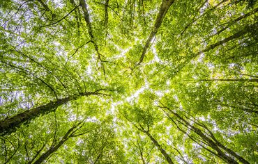 Green tree leaves viewed from below.